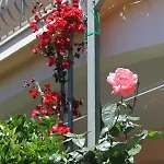 Apartments With Parking Space Orebic, Peljesac - 10159 Διαμέρισμα